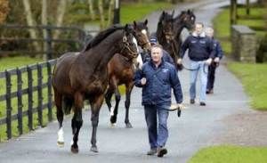 Frankel's BM sire, Sadler's Wells, and his millionaire sons out for a walk at Coolmore Ireland. The grand old man is followed by Galileo, Montjeu and High Chaparral. 