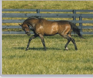 Dance Smartly always kept her shape, no matter how many foals she had. Here she is in Kentucky, having visited Thunder Gulch. Photo and copyright, The Blood-Horse.