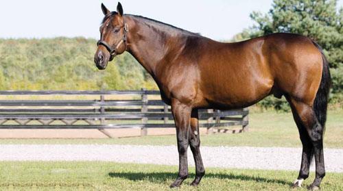 Dance To Destiny (Mr. Prospector) never finished out of the money and proved a very decent sire. He stood at SamSon, but was sold to Saudi Arabia in 2011.