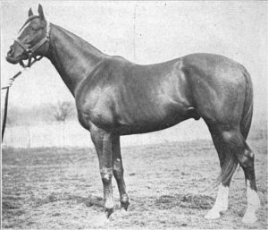 The handsome STAR SHOOT, sire of SIR BARTON and GREY LAG.