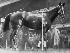 How big was PHAR LAP? Have a look at these figures! Photo and copyright, Victoria Racing Museum, Australia. 