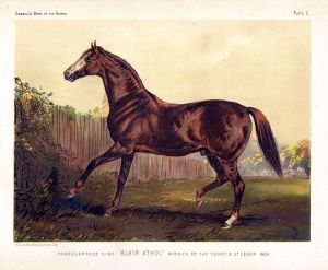 IMP descended from the great British thoroughbred, BLAIR ATHOL, who won the Epsom Derby on his very first appearance on the turf. He followed that up with a win in the St. Leger.