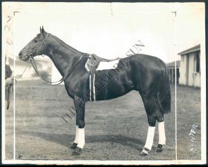 The Chocolate Soldier's performance in the Pimlico Futurity, together with his record at two, would see him share co-honours, with JAMESTOWN, as Champion Two Year-Old Colt of 1930. Photo and copyright, The Baltimore Sun. 