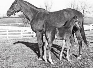Breeders soon flocked to MAHMOUD. Here's a shot of champion GALLORETTE with her MAHMOUD filly, GALLAMOUD. The filly went to Ireland where her son, WHITE GLOVES, was a champion. 