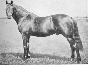 The amazing MUSKET, who had won at distances up to 3M, would give the NZ thoroughbred a world-class status. 