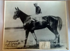 C.C. Cook's great shot of EXTERMINATOR, whom he once described as "the beautiful and the glorious." Copyright KEENELAND-COOK.