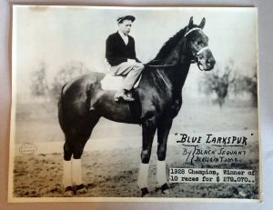 BLUE LARKSPUR, a superb thoroughbred from track to breeding shed, captured in the lens of W.J. Gray. Photo and copyright, the estate of W.J. Gray.